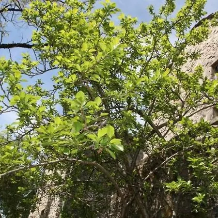 Holiday home Maison Larzac Cevennes Grand *