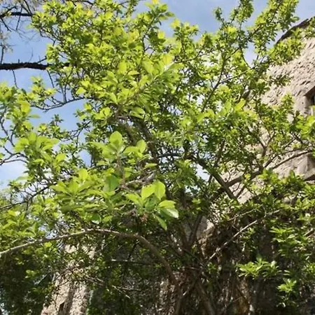 Maison Larzac Cevennes Grand 別荘 Campestre-et-Luc